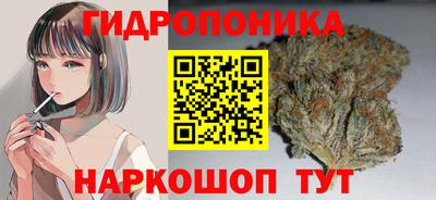 бошки Кингисепп