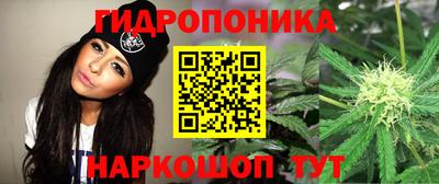 бошки Кингисепп