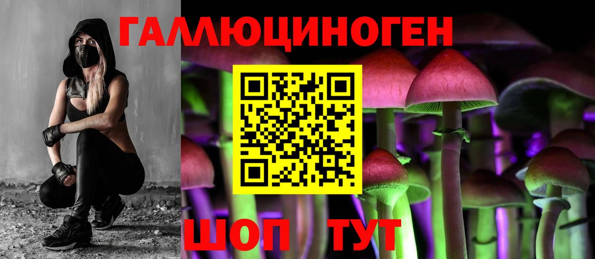 Псилоцибиновые грибы Psilocybe Краснодар